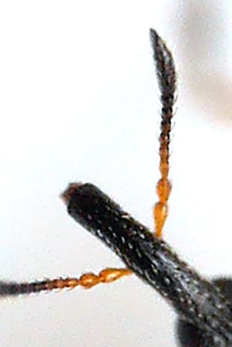 Protapion fulvipes